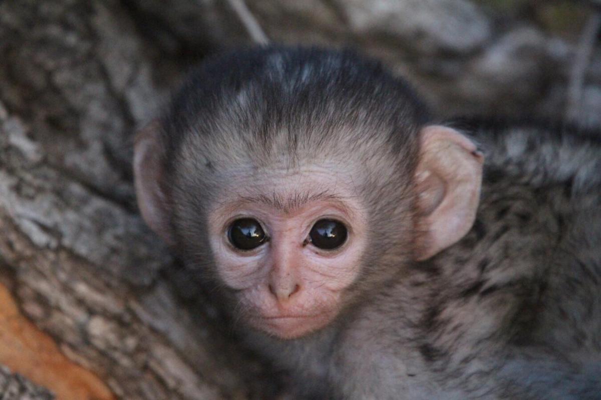 Leopard Hills Private Game Reserve