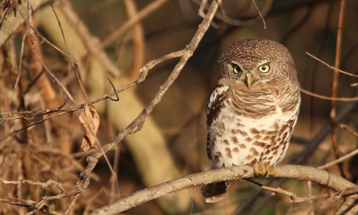 Leopard Hills Private Game Reserve