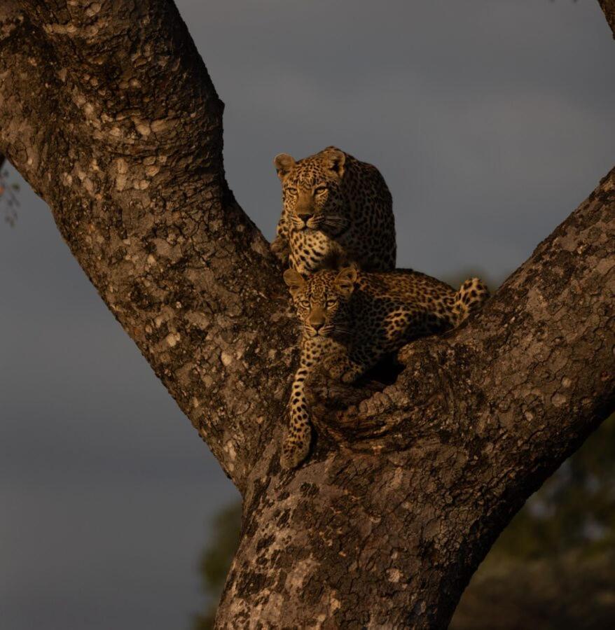 Leopard Hills Private Game Reserve