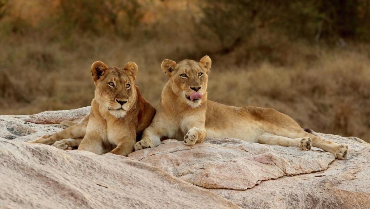 Leopard Hills Private Game Reserve