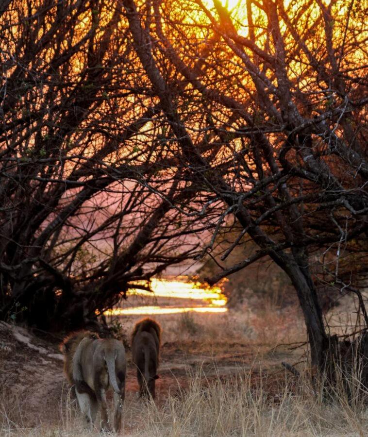 Leopard Hills Private Game Reserve