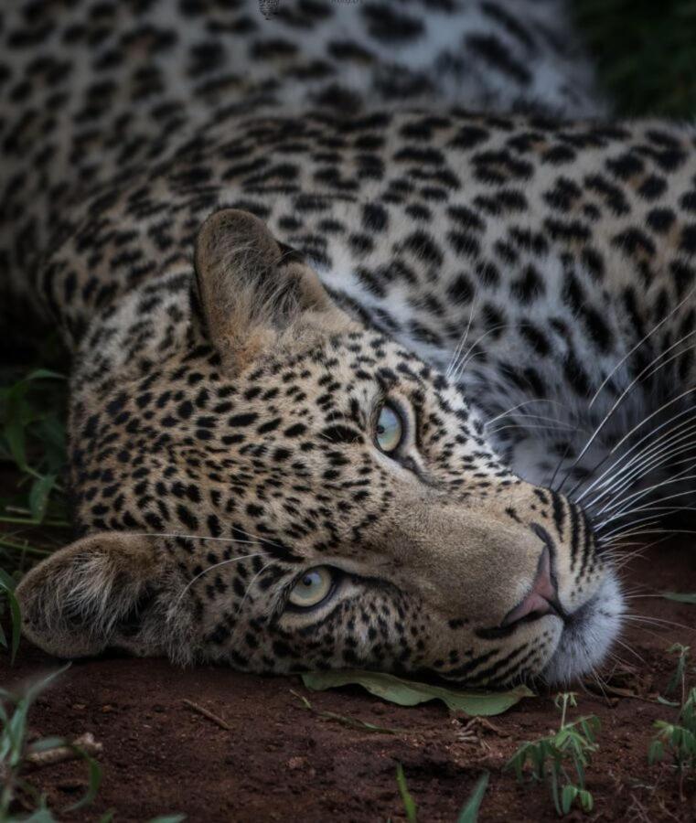 Leopard Hills Private Game Reserve