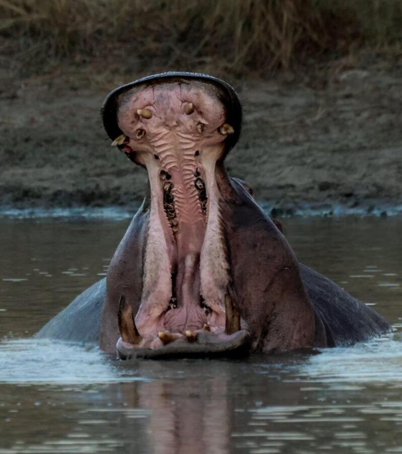 Leopard Hills Private Game Reserve