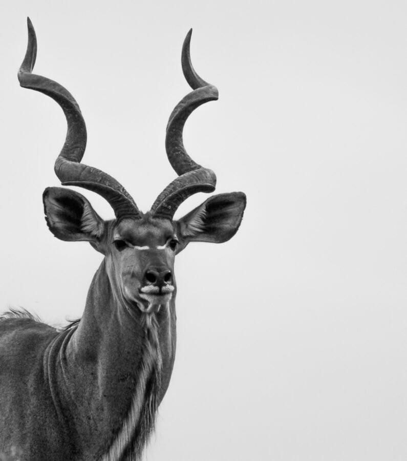 Leopard Hills Private Game Reserve