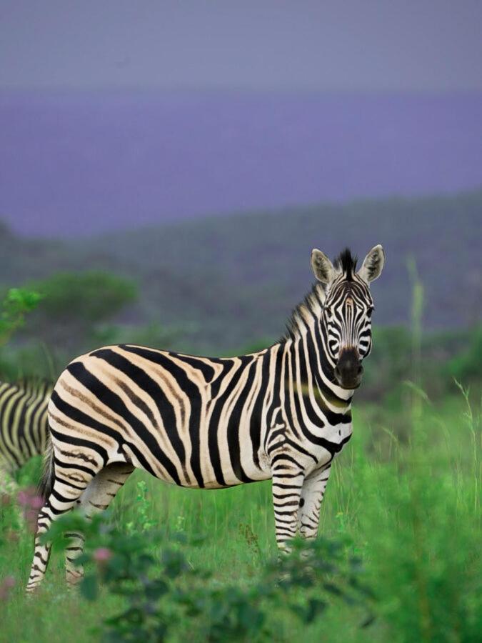 Leopard Hills Private Game Reserve