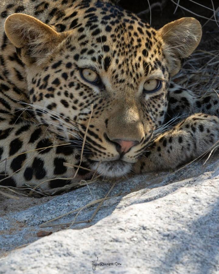 Leopard Hills Private Game Reserve