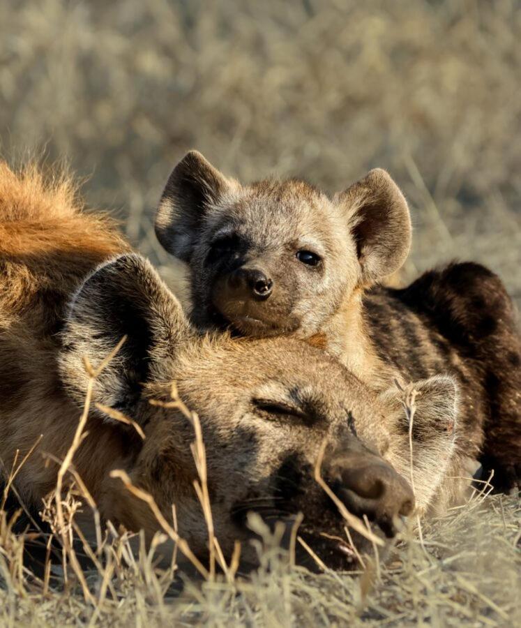 Leopard Hills Private Game Reserve