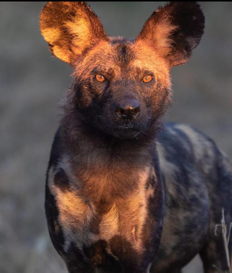 Leopard Hills Private Game Reserve