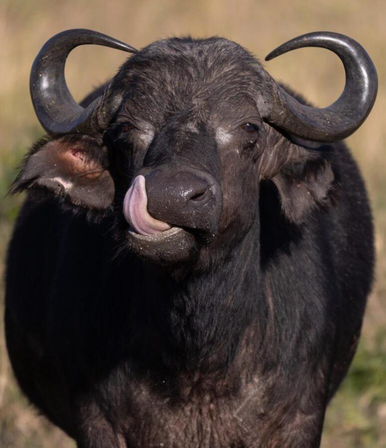 Leopard Hills Private Game Reserve