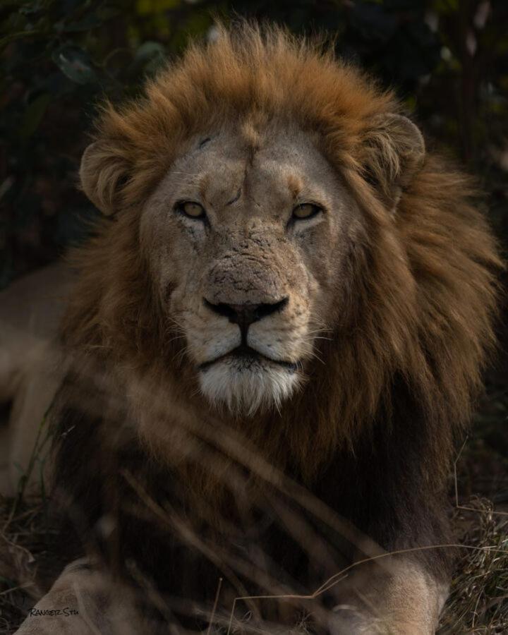 Leopard Hills Private Game Reserve