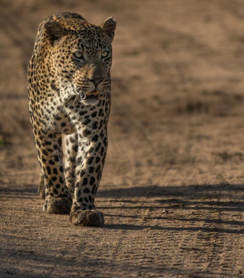 Leopard Hills Private Game Reserve