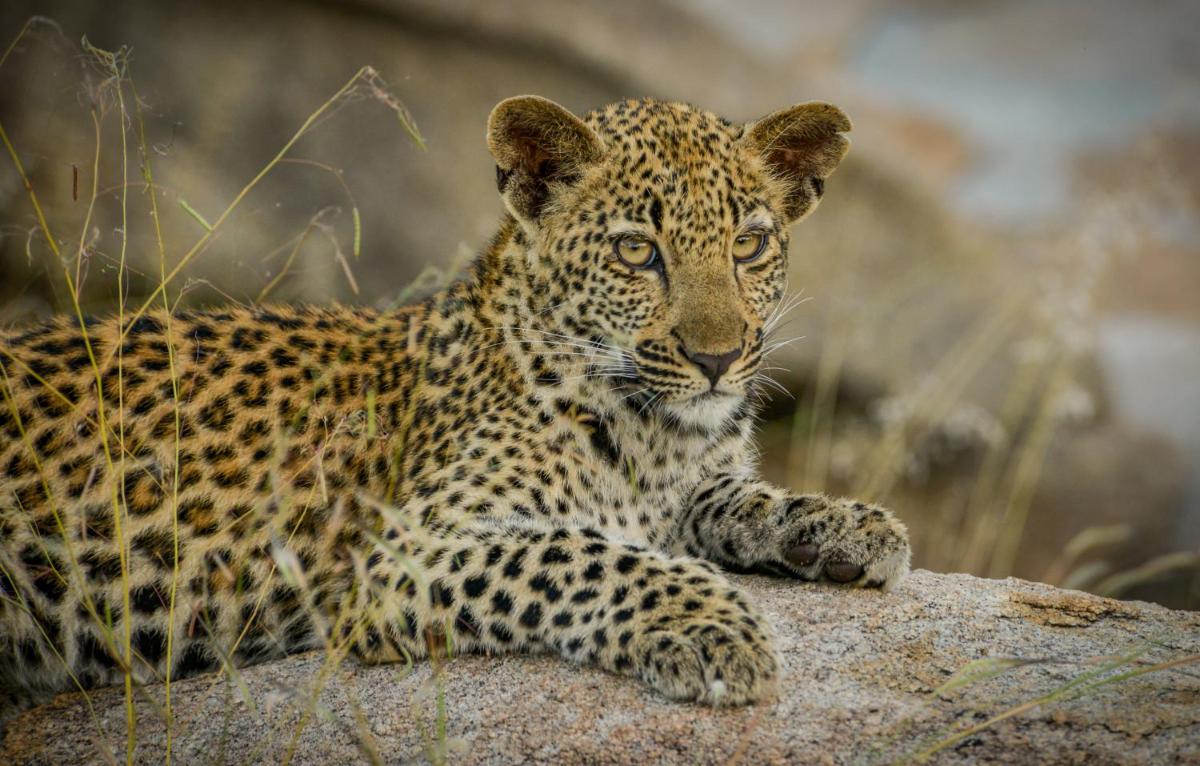 Lion Sands Narina Lodge