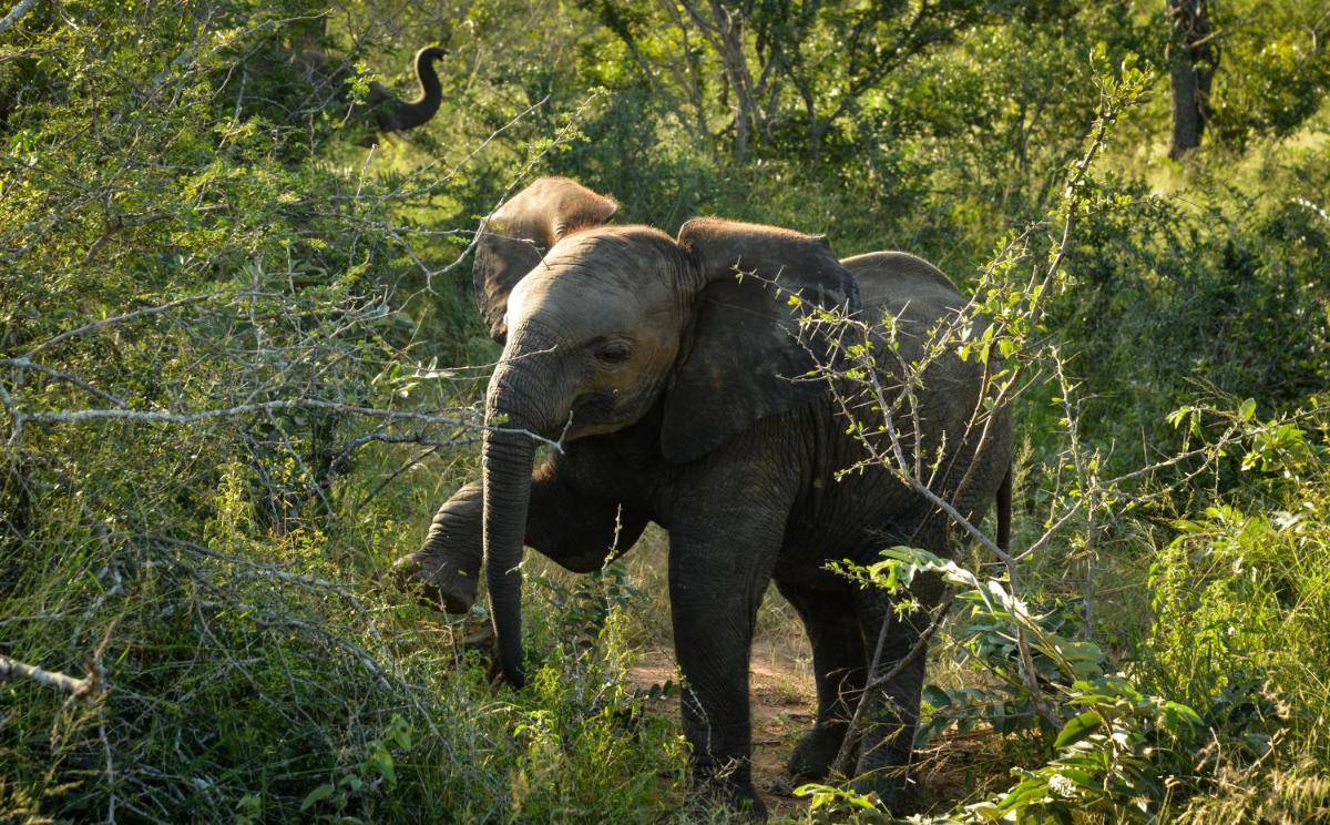 Lion Sands Narina Lodge