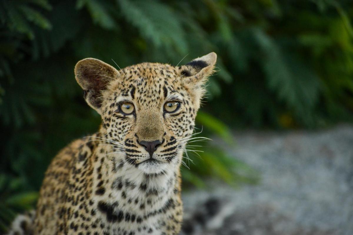 Lion Sands Narina Lodge