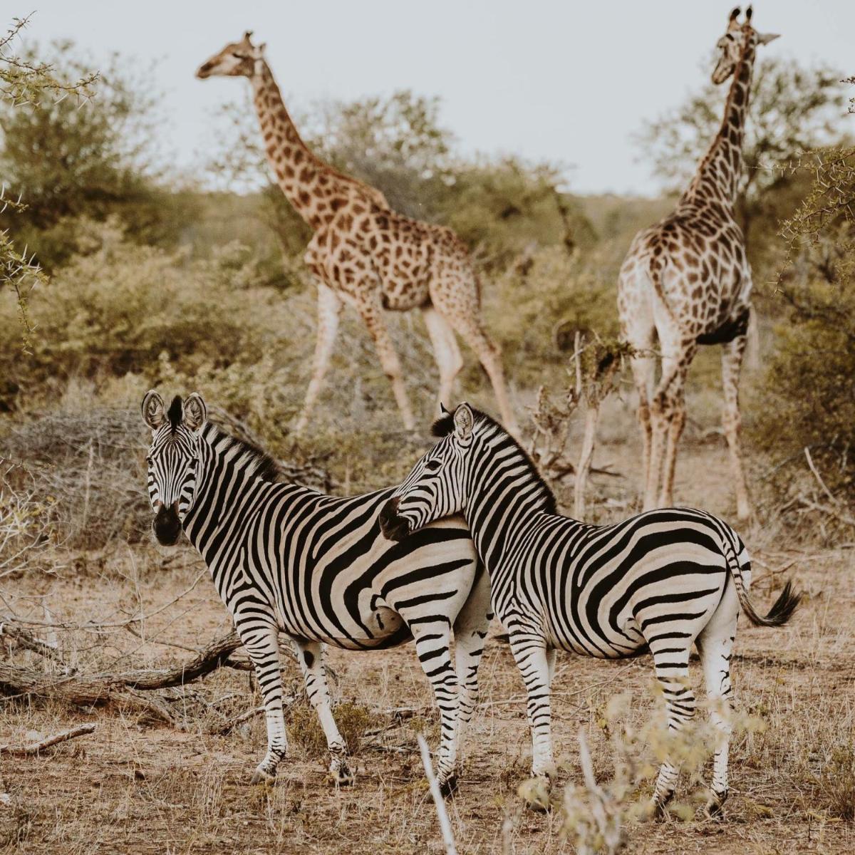 Misava Safari Camp - Klaserie Drift