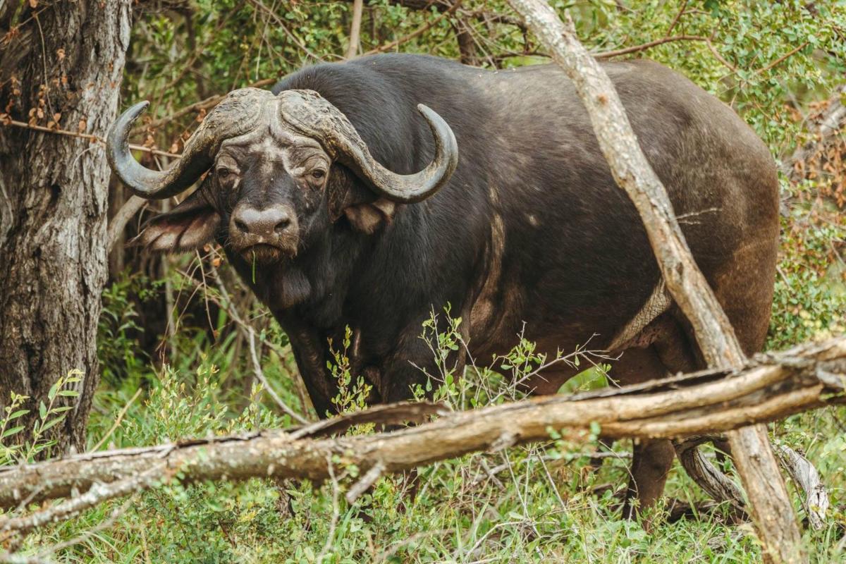 Misava Safari Camp - Klaserie Drift