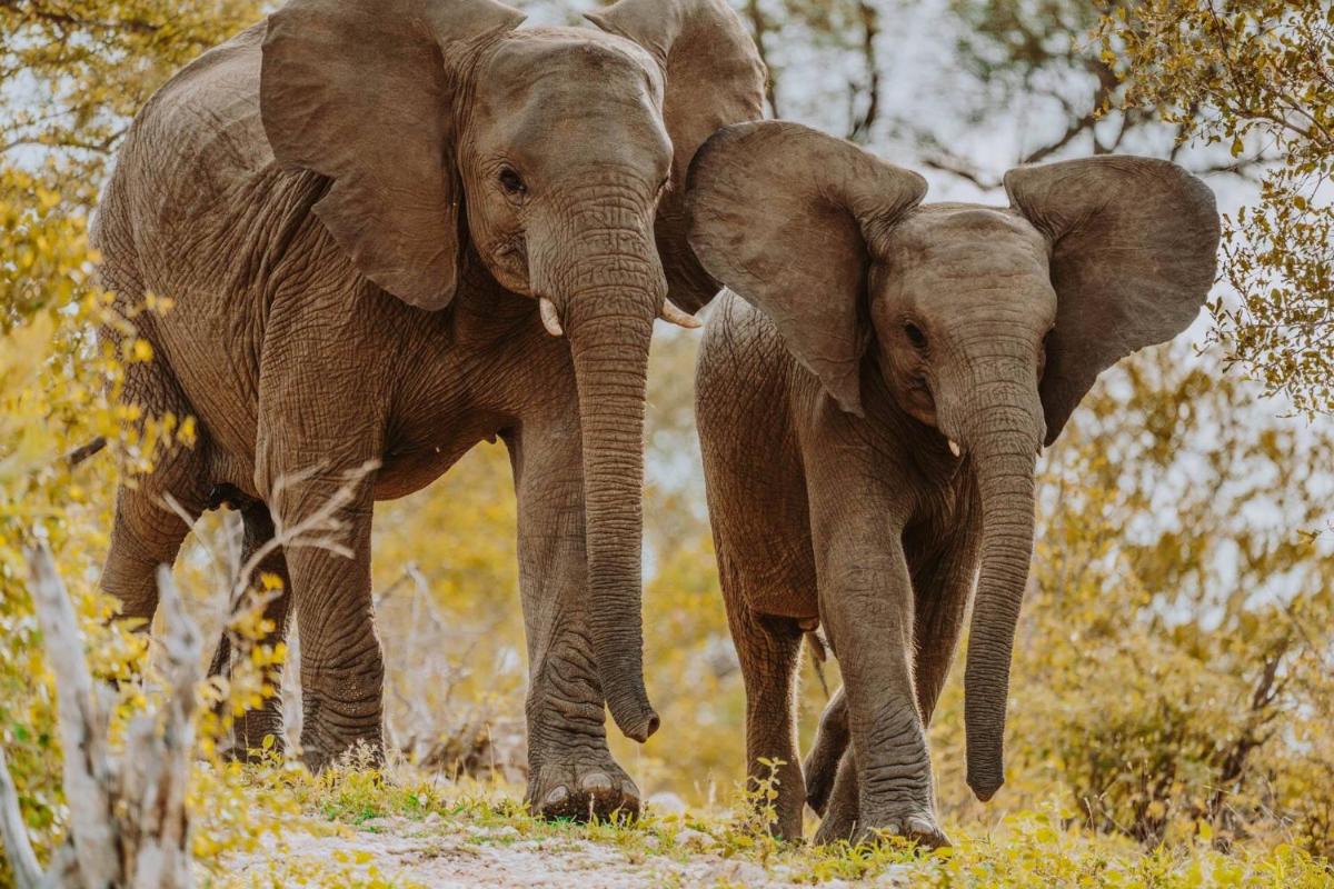 Misava Safari Camp - Klaserie Drift