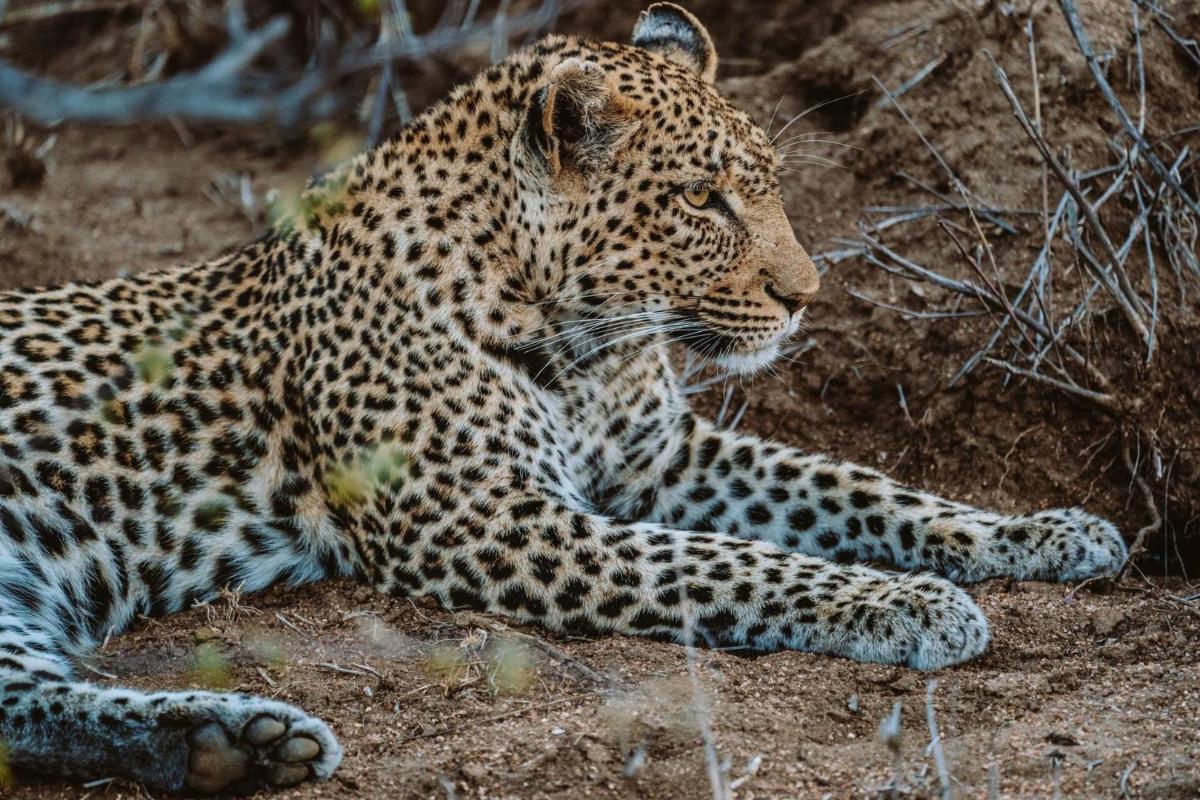 Misava Safari Camp - Klaserie Drift