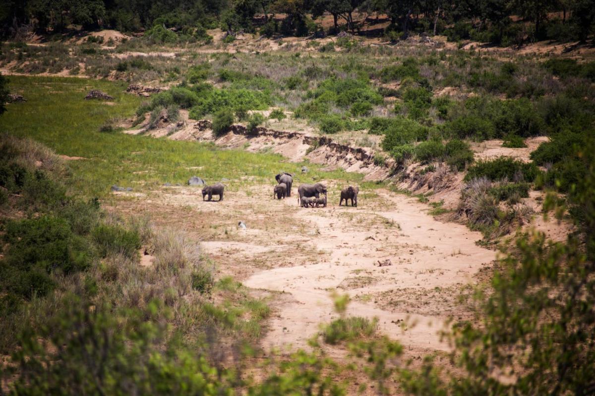 Misava Safari Camp - Klaserie Drift