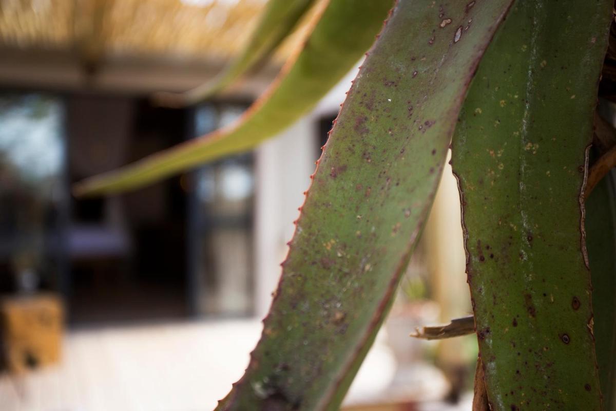 Misava Safari Camp - Klaserie Drift