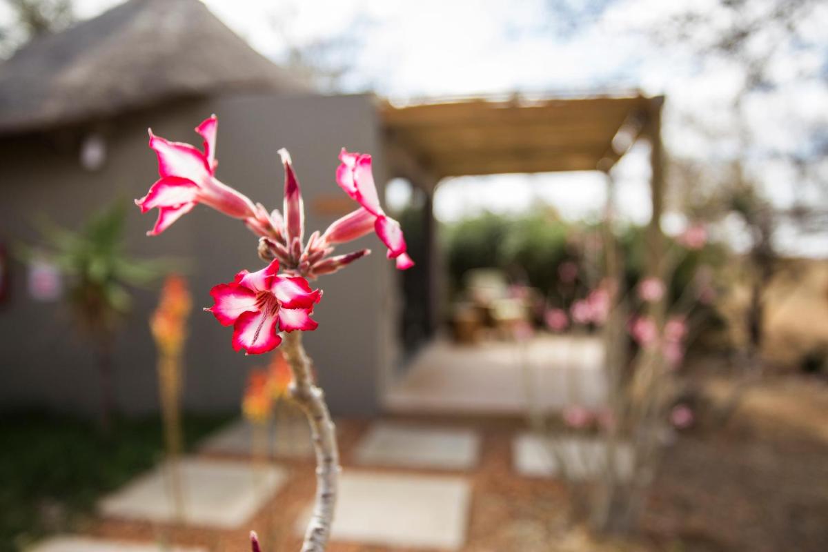 Misava Safari Camp - Klaserie Drift