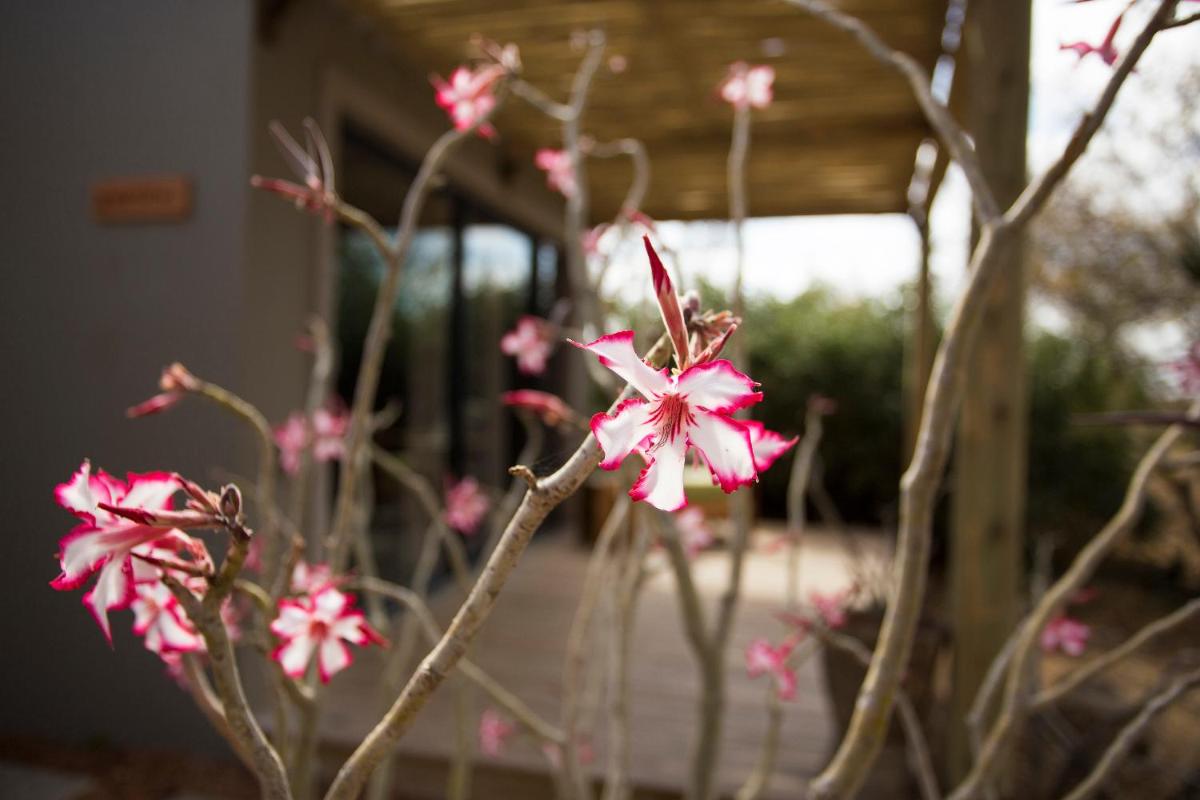 Misava Safari Camp - Klaserie Drift