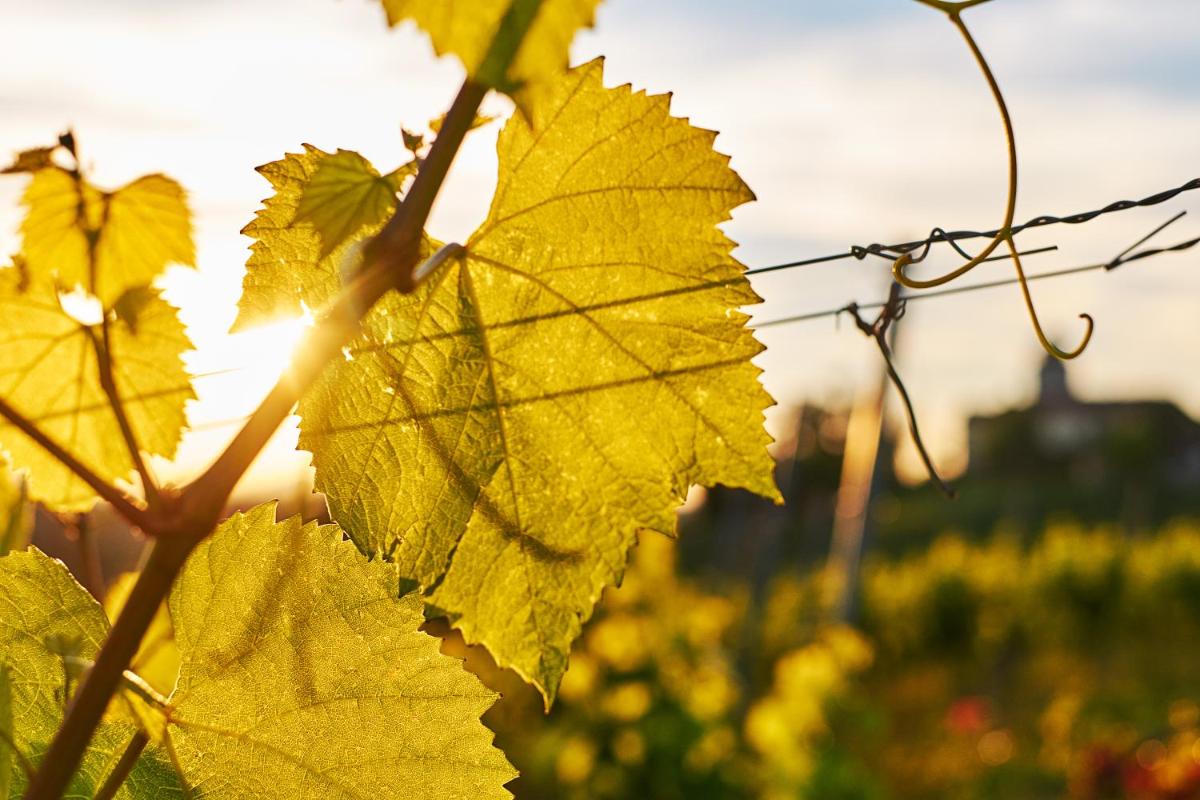 LOISIUM Wine & Spa Hotel Südsteiermark