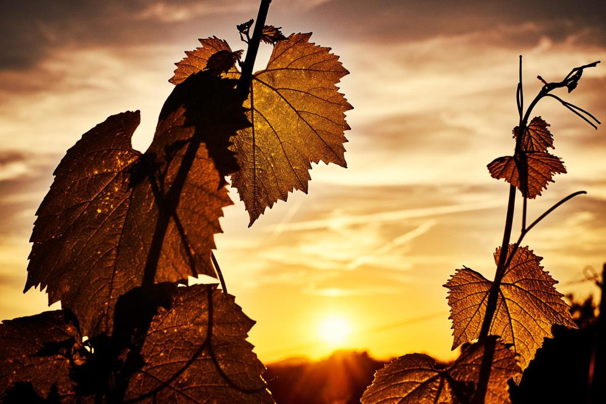 LOISIUM Wine & Spa Hotel Südsteiermark