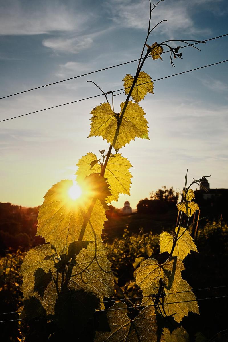 LOISIUM Wine & Spa Hotel Südsteiermark
