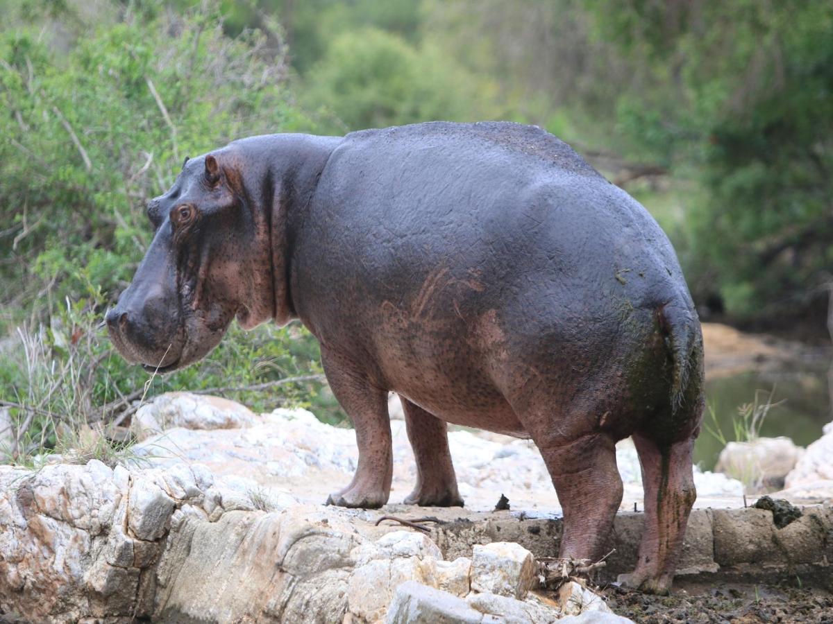 Makumu Private Game Lodge