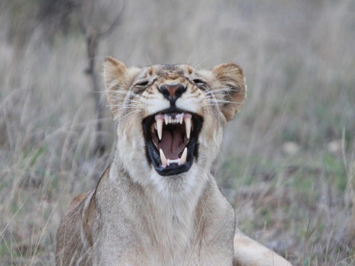 Makumu Private Game Lodge