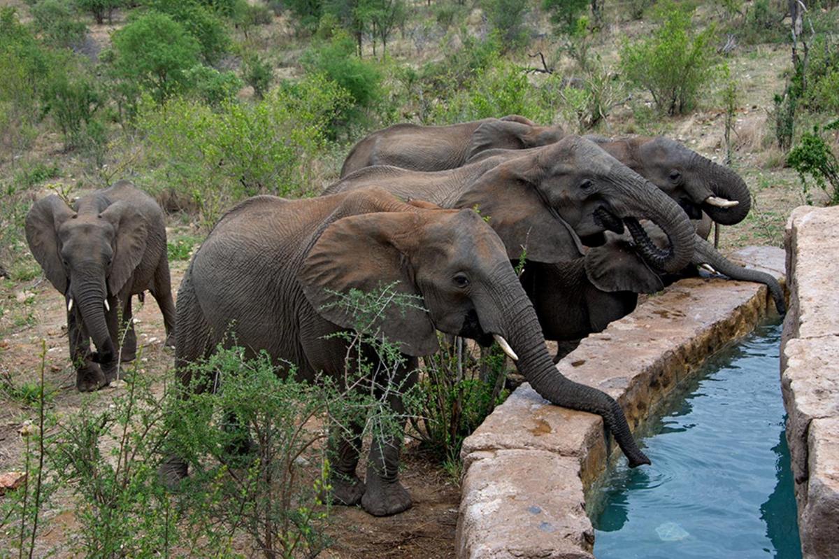 Makumu Private Game Lodge