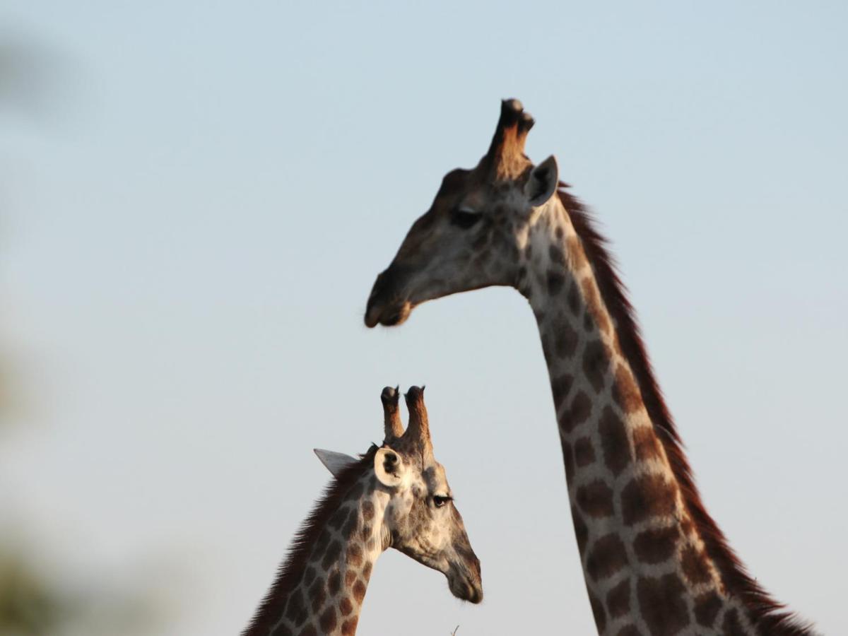 Makumu Private Game Lodge