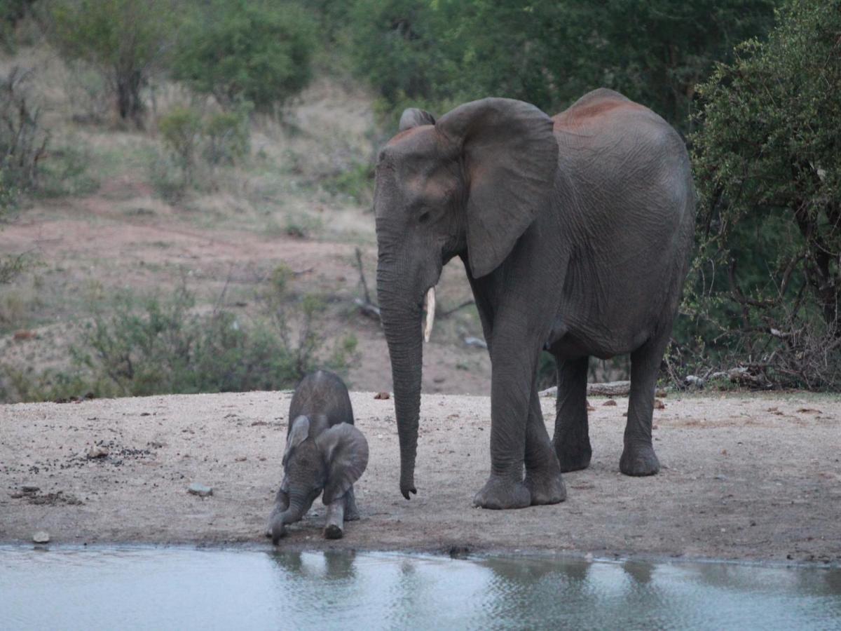 Makumu Private Game Lodge
