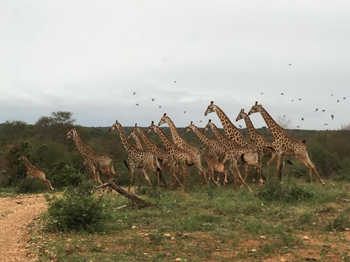 Makumu Private Game Lodge