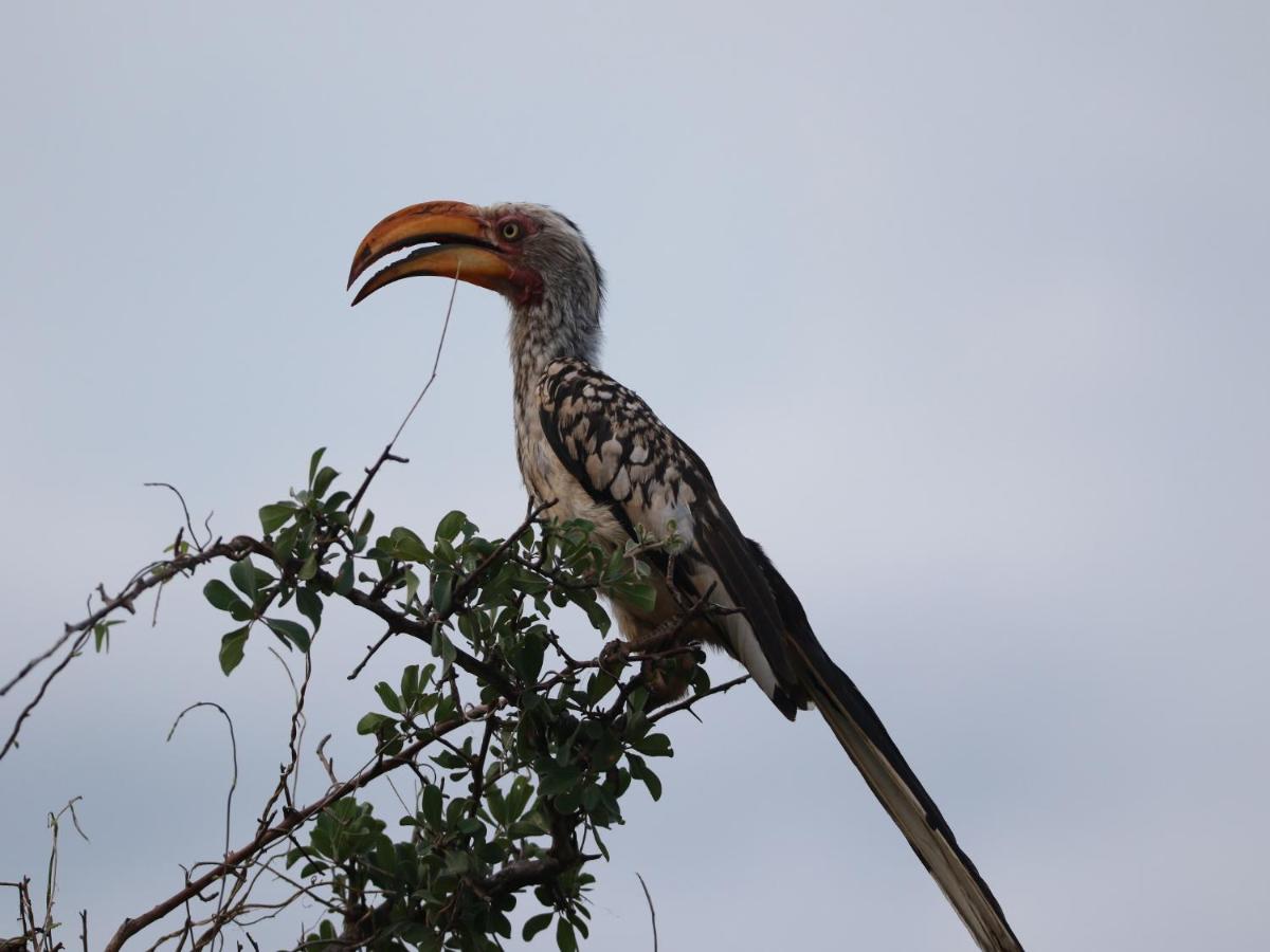 Makumu Private Game Lodge