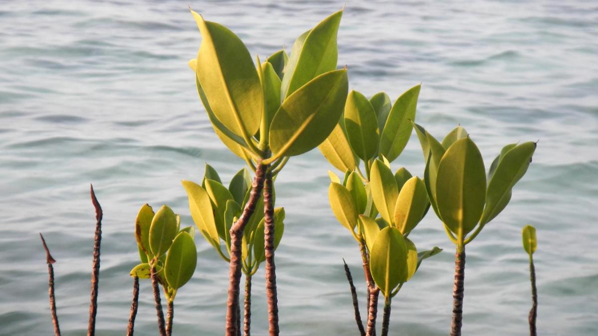 Mandarin Oriental, Jakarta