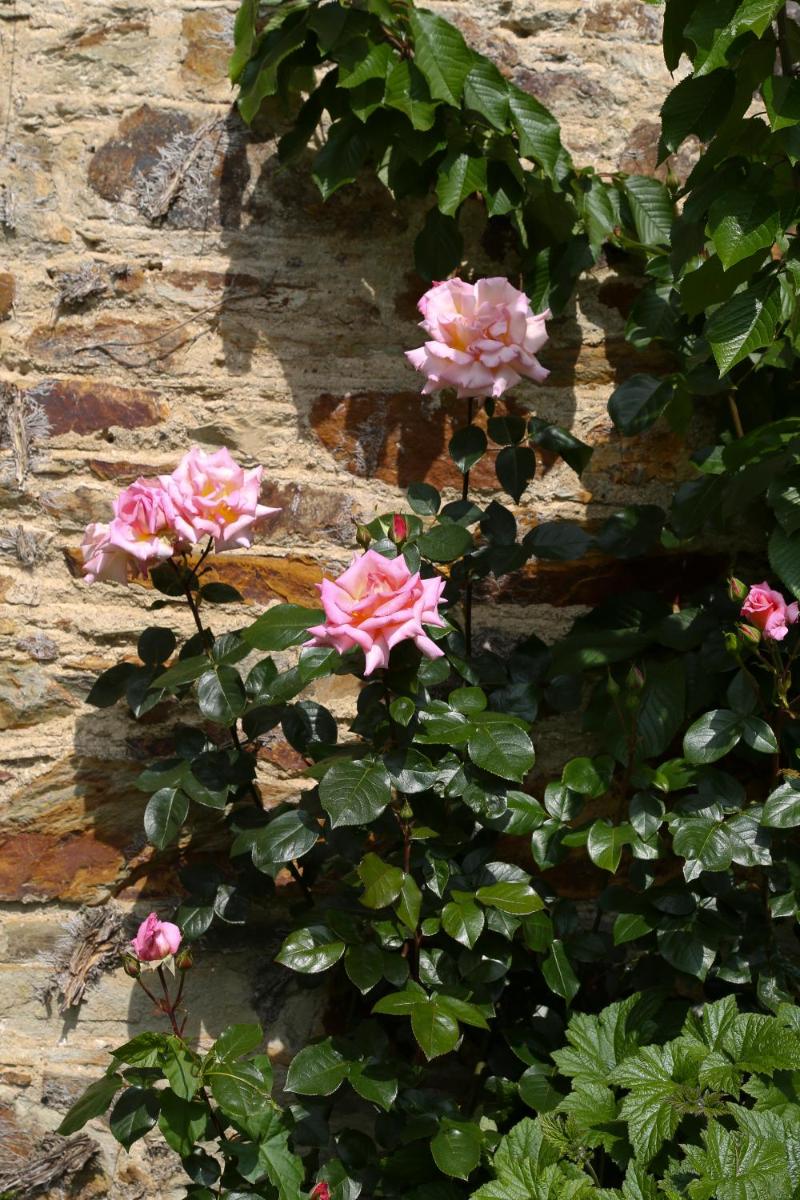 Marlfield House Hotel Relais et Chateaux