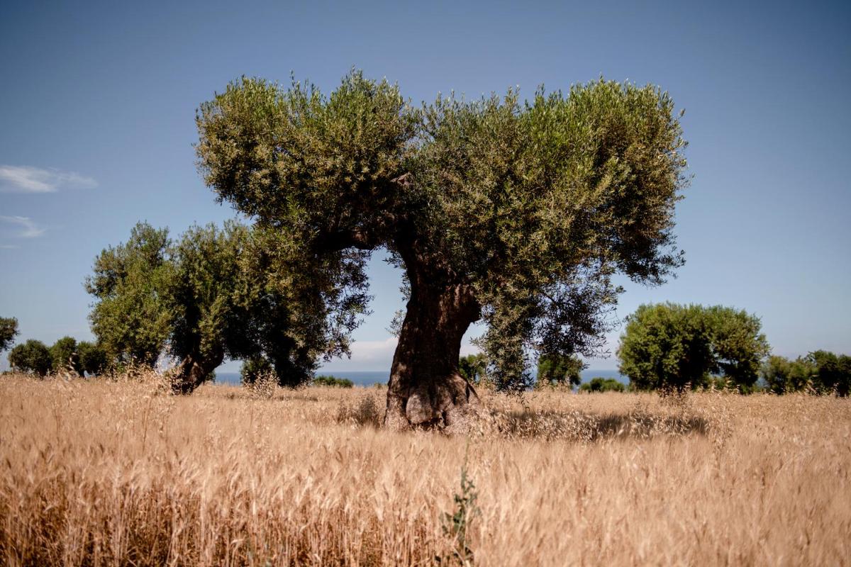 Masseria Auraterrae