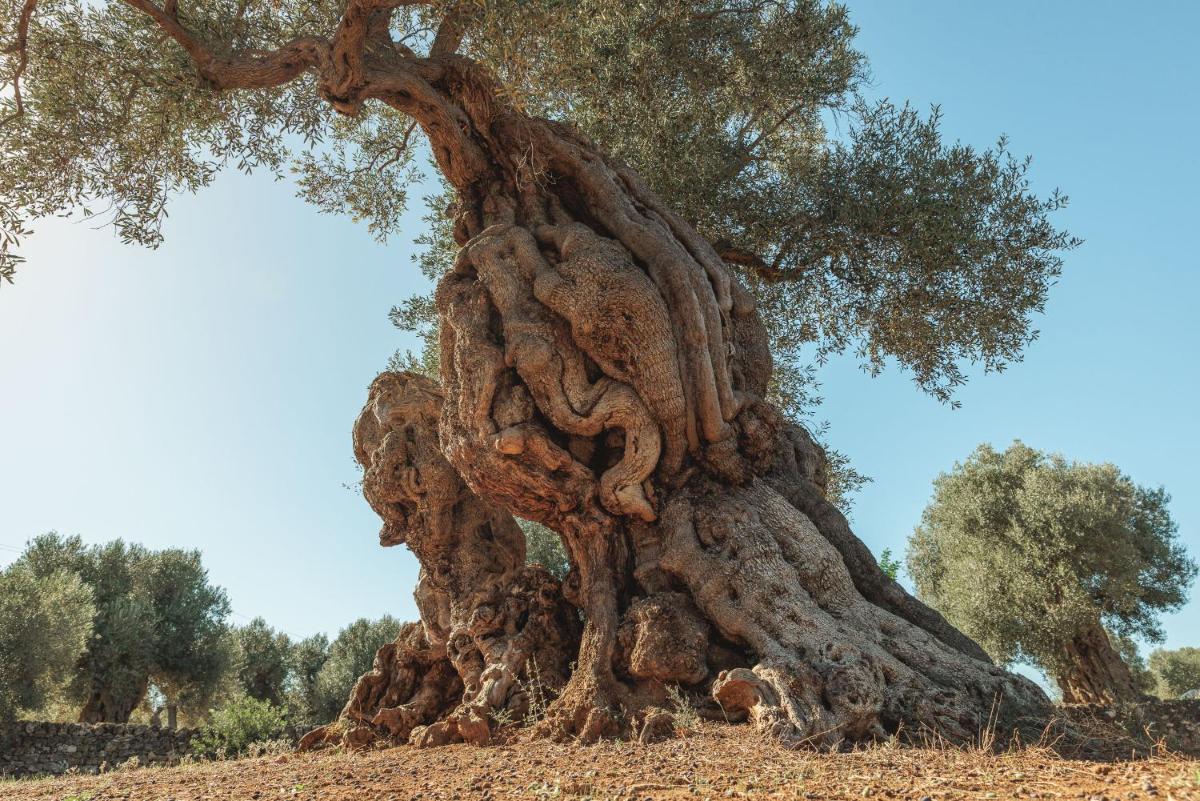 Masseria Brigantino