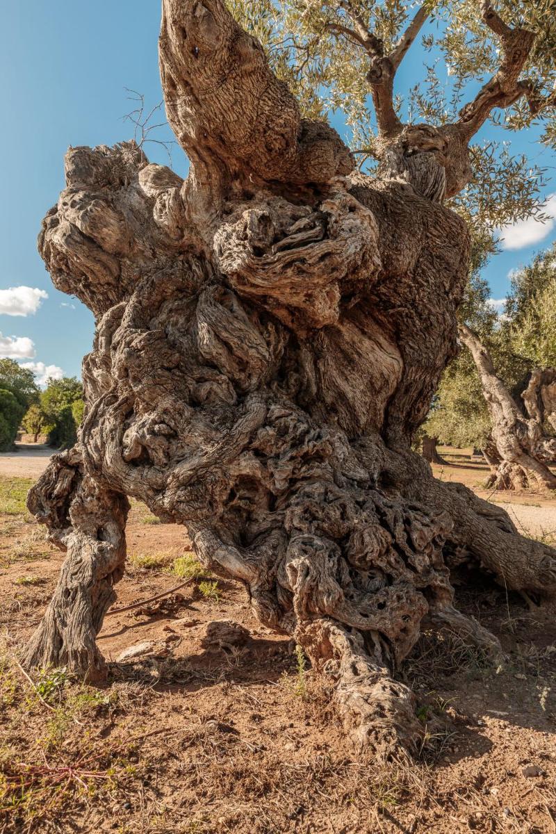 Masseria Brigantino