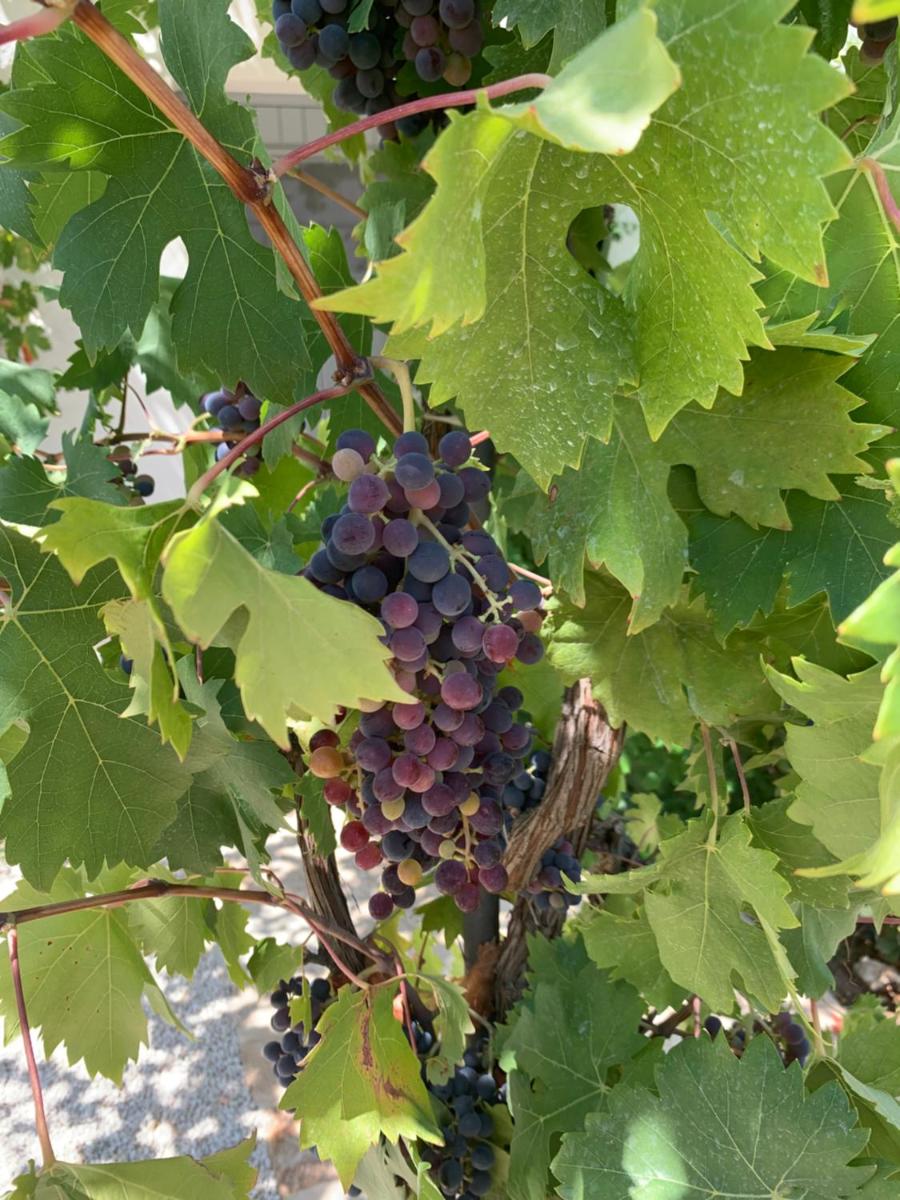 Masseria Capece