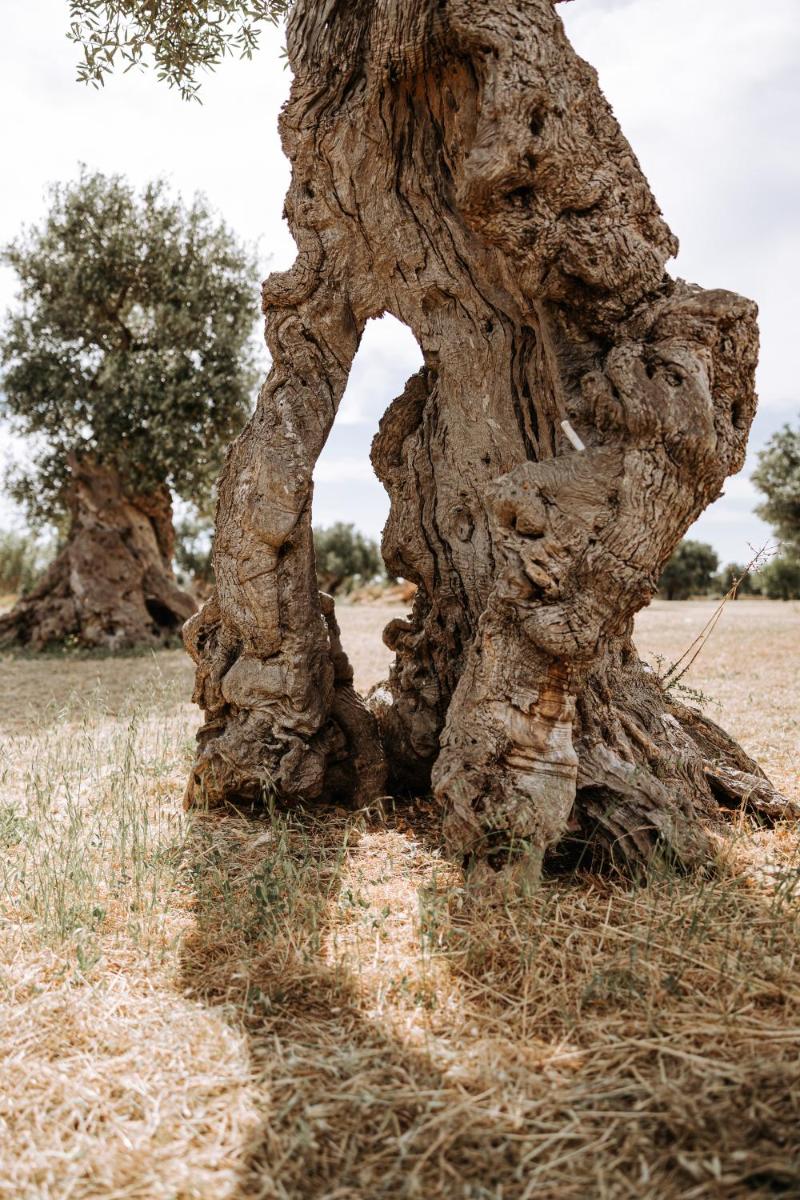 Masseria Garrappa