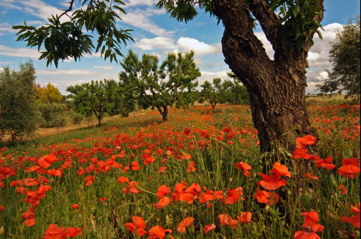Masseria Il Frantoio