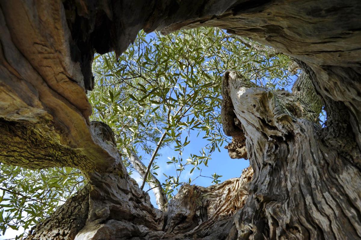 Masseria Il Frantoio