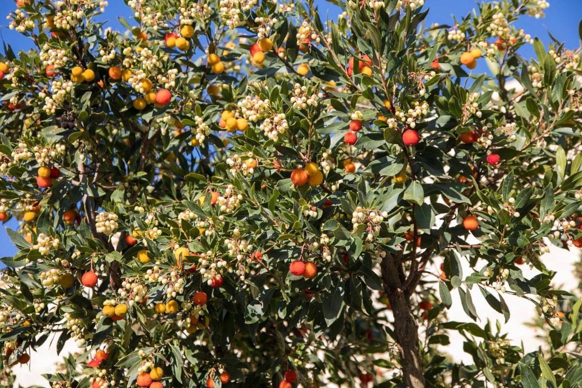 Masseria Lilei - Puglia, Salento