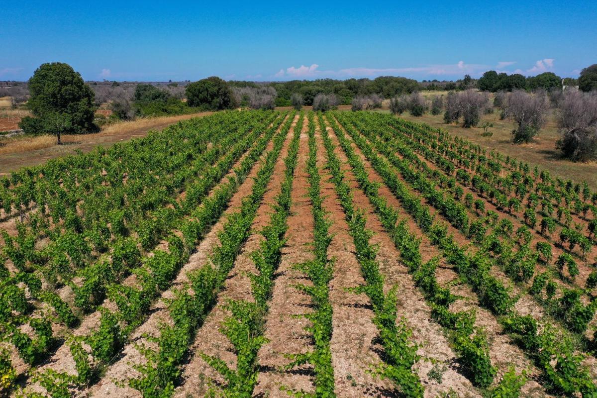 Masseria Lilei - Puglia, Salento