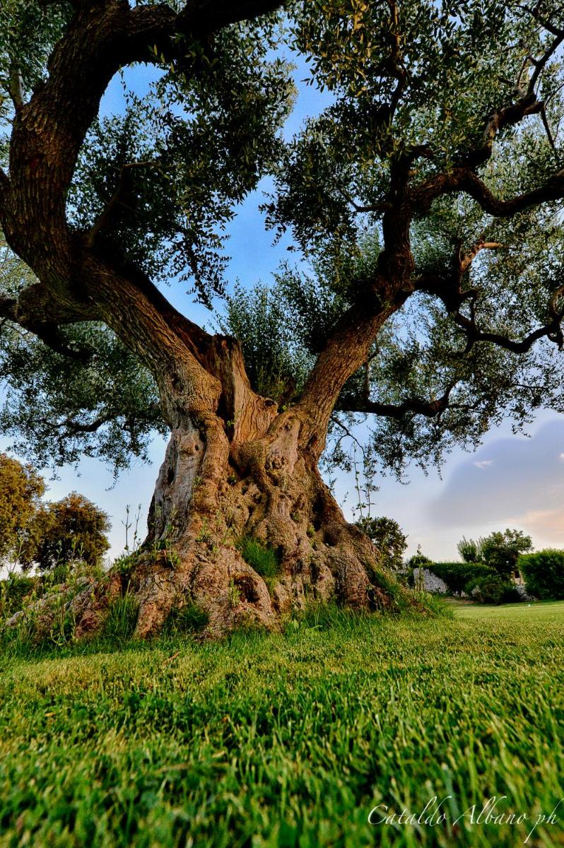 Masseria Luco
