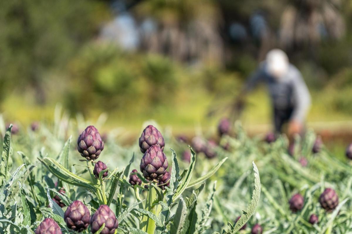 Masseria Palombara Relais & SPA - Adults only