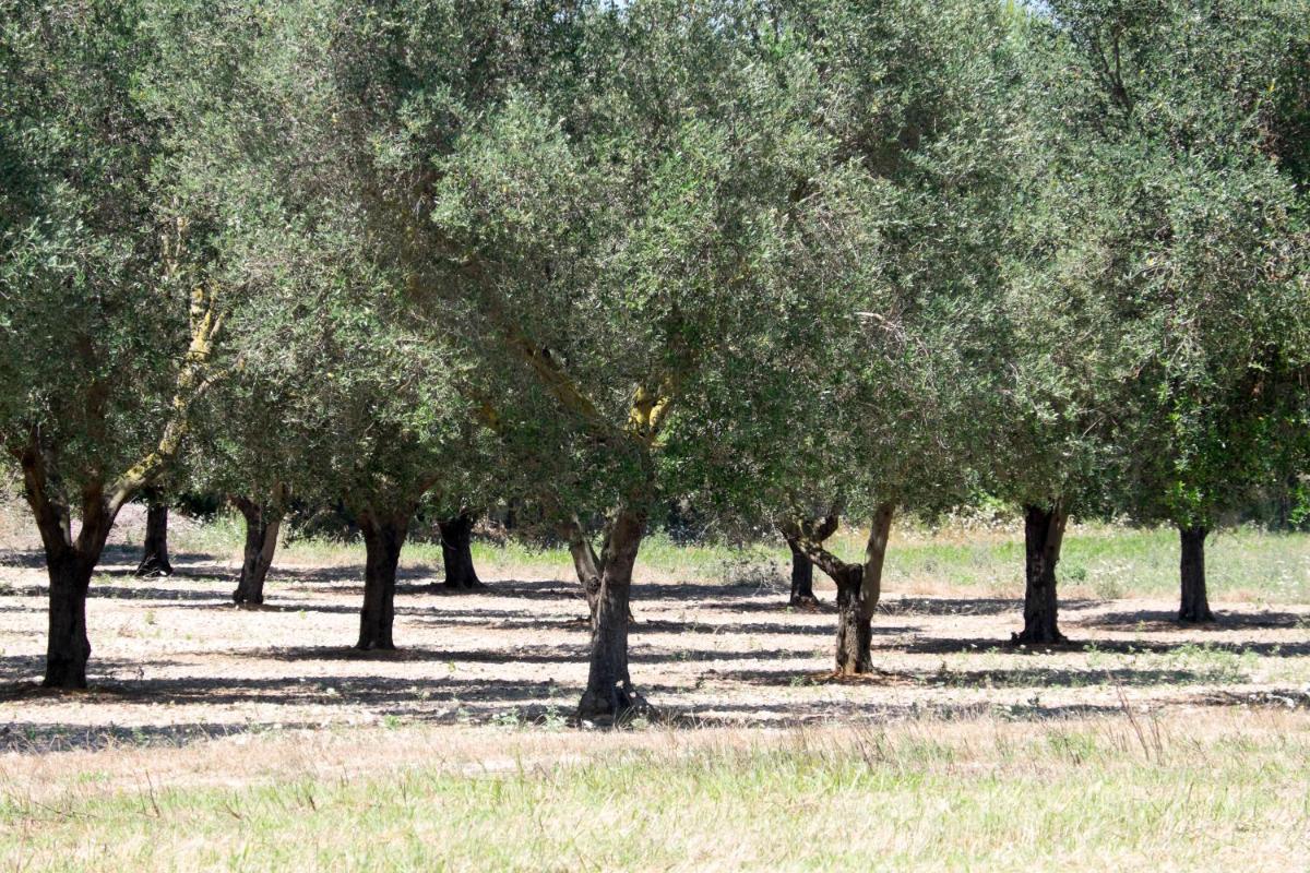 Masseria Prosperi